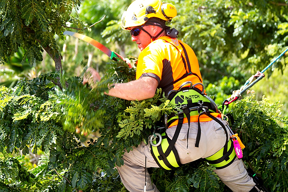 Tree care and pruning